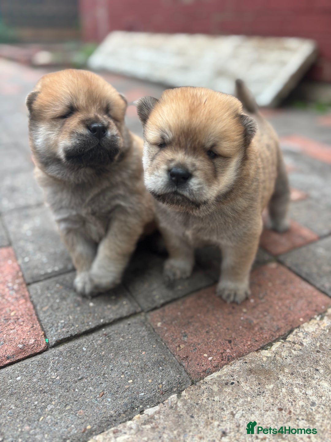 Chow Chow dogs for sale: chow chow puppies  - Image 25