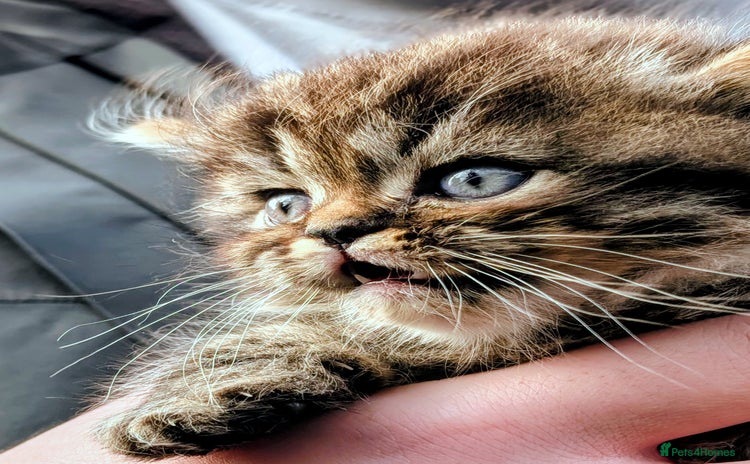 Mixed Breed cats - Advert 15