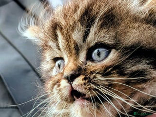 Mixed Breed cats - Advert 14