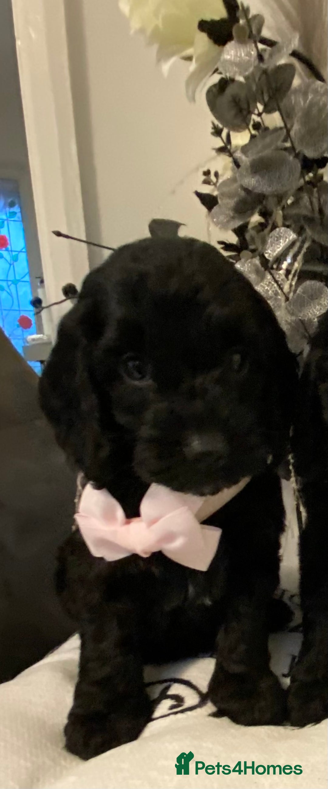 Cockapoo dogs for sale: F1show type Cockapoo. Health tested parents  - Image 8