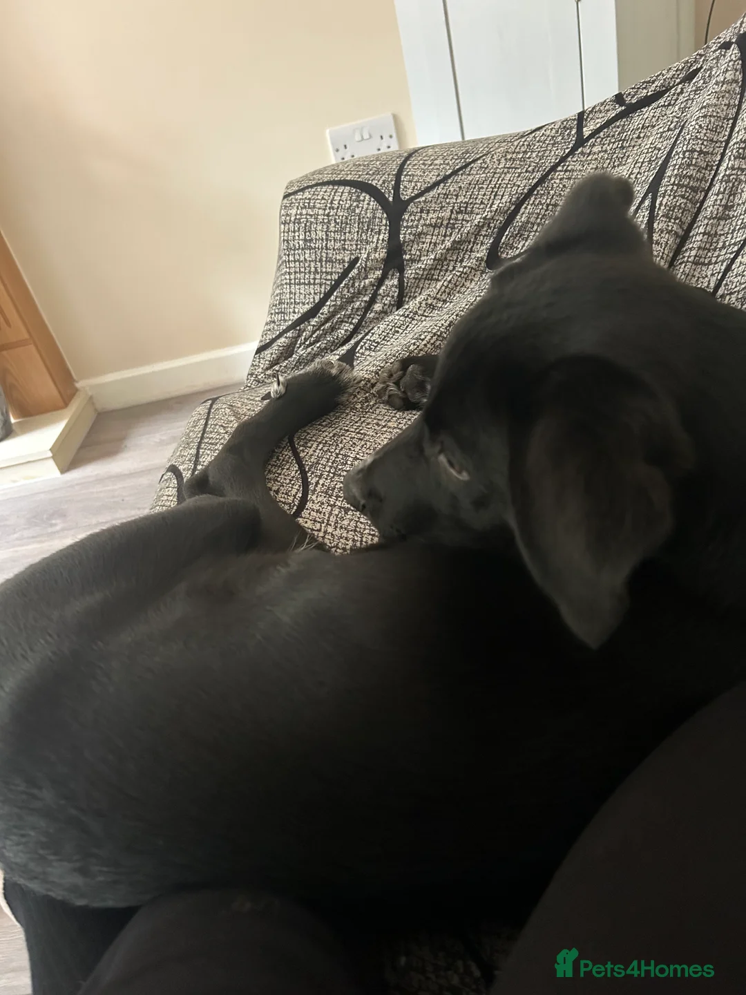 Mixed Breed dogs for sale: Maverick (Mav) - Advert 7