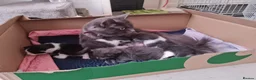Mixed Breed cats for sale: Beautiful Plush, Fluffy Kittens - RAGBRITS CROSS - Advert 1