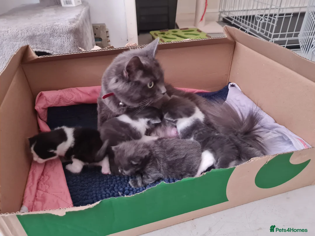 Mixed Breed cats for sale: Beautiful Plush, Fluffy Kittens - RAGBRITS CROSS - Advert 1