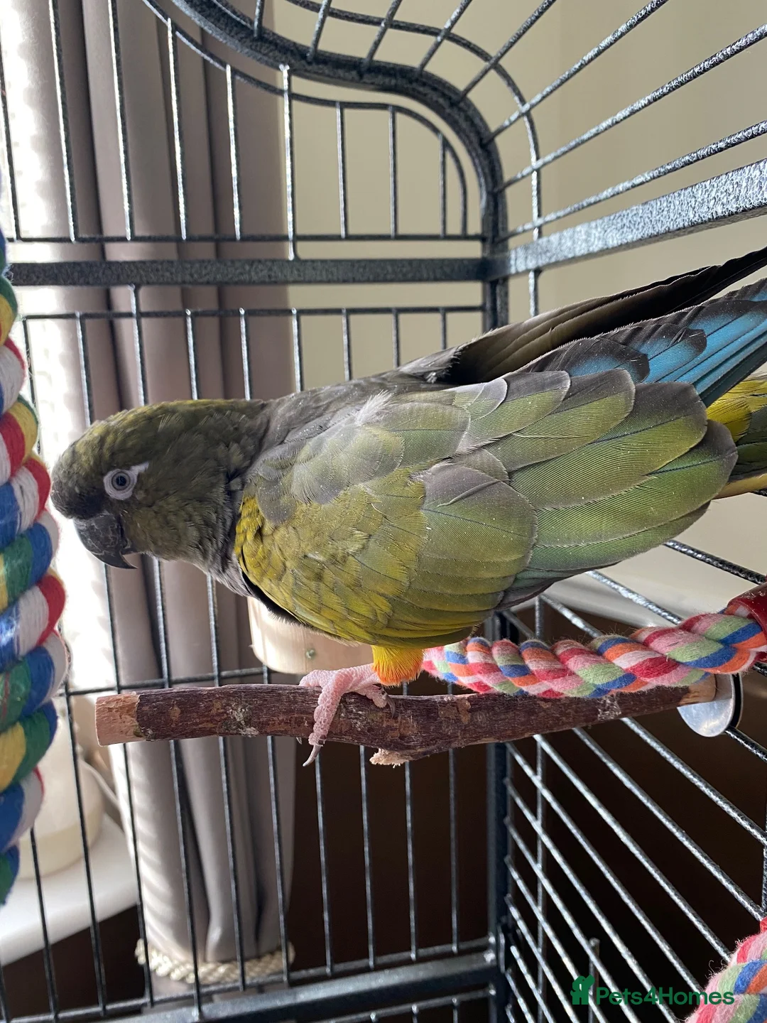 Conures birds for sale: Patagonian conure  in High Wycombe - Advert 3