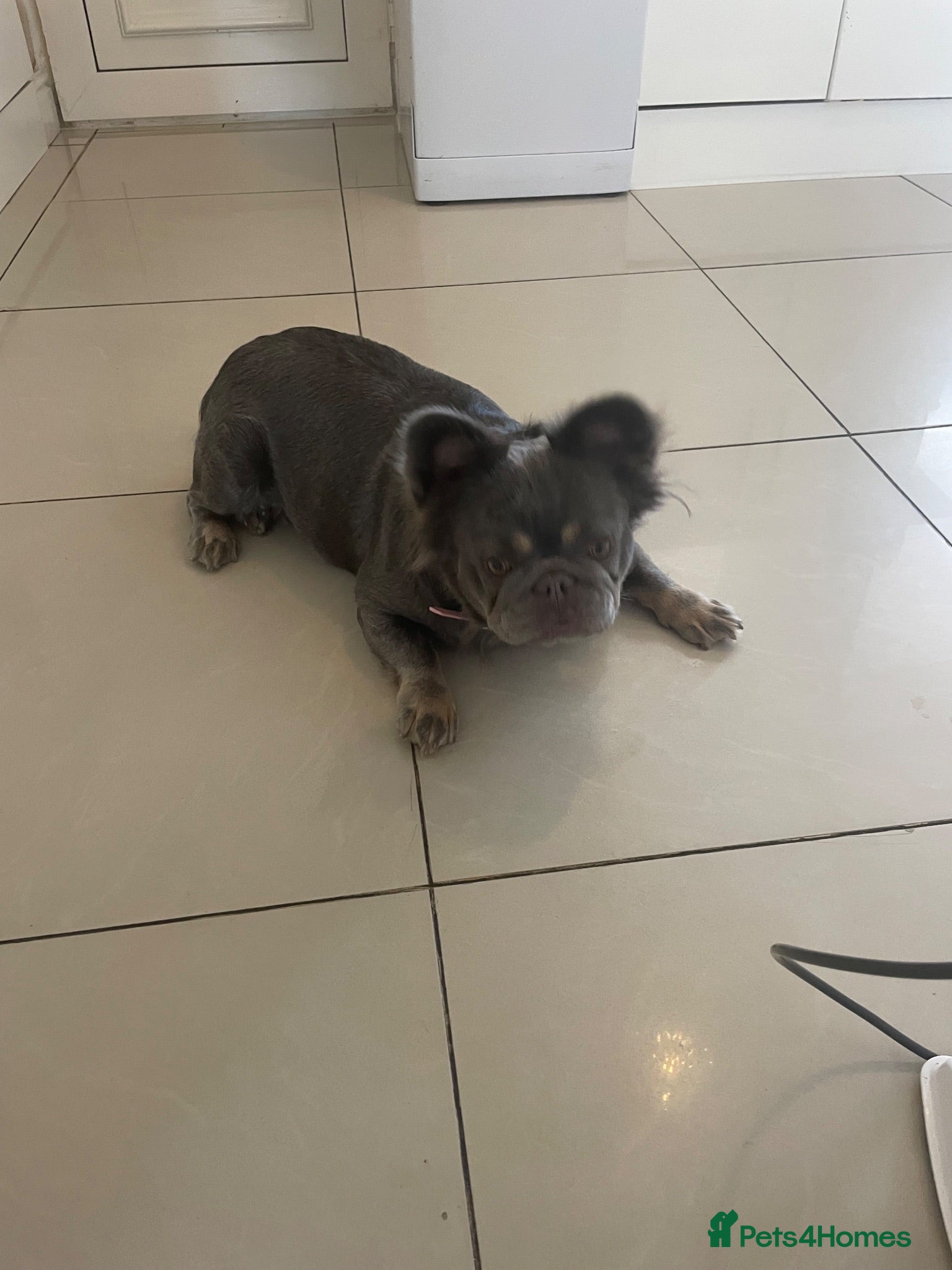 French Bulldog dogs Fluffy French bulldog  - Advert 1