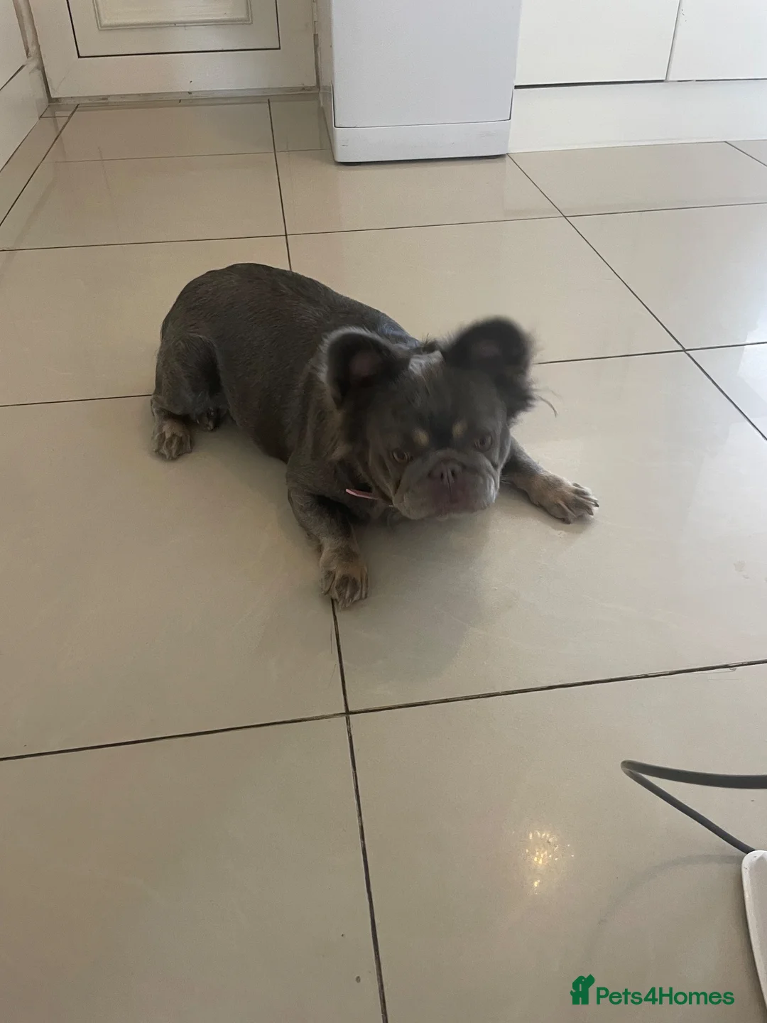 French Bulldog dogs for sale: Fluffy French bulldog  - Advert 1