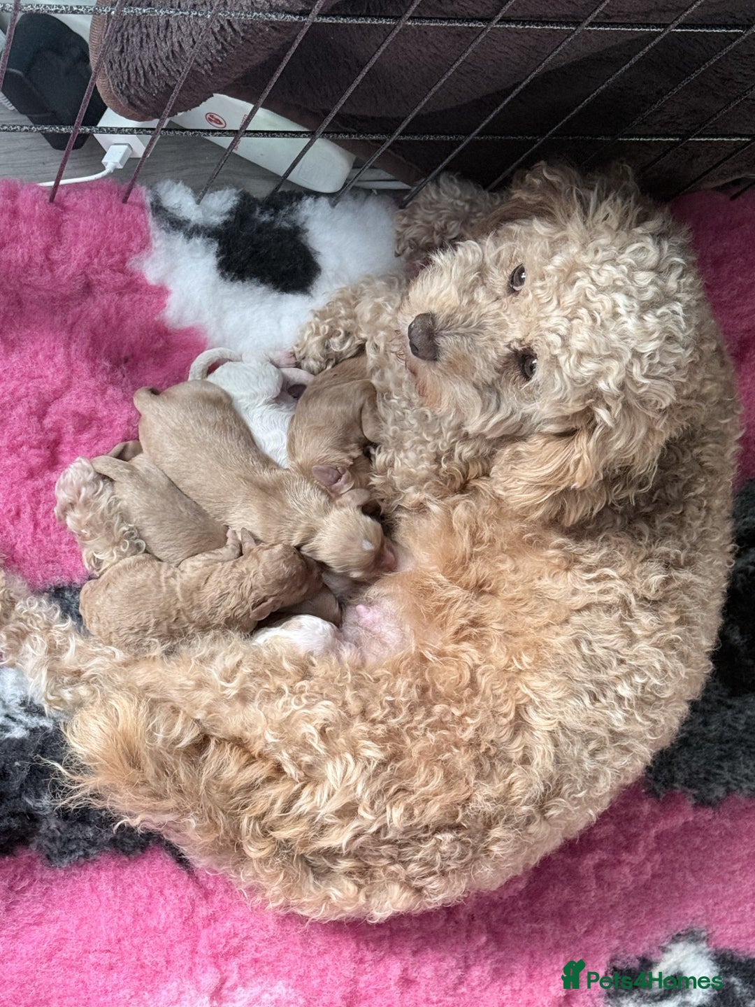 Cavapoo dogs for sale: F2 Cavapoo Puppies - Advert 2