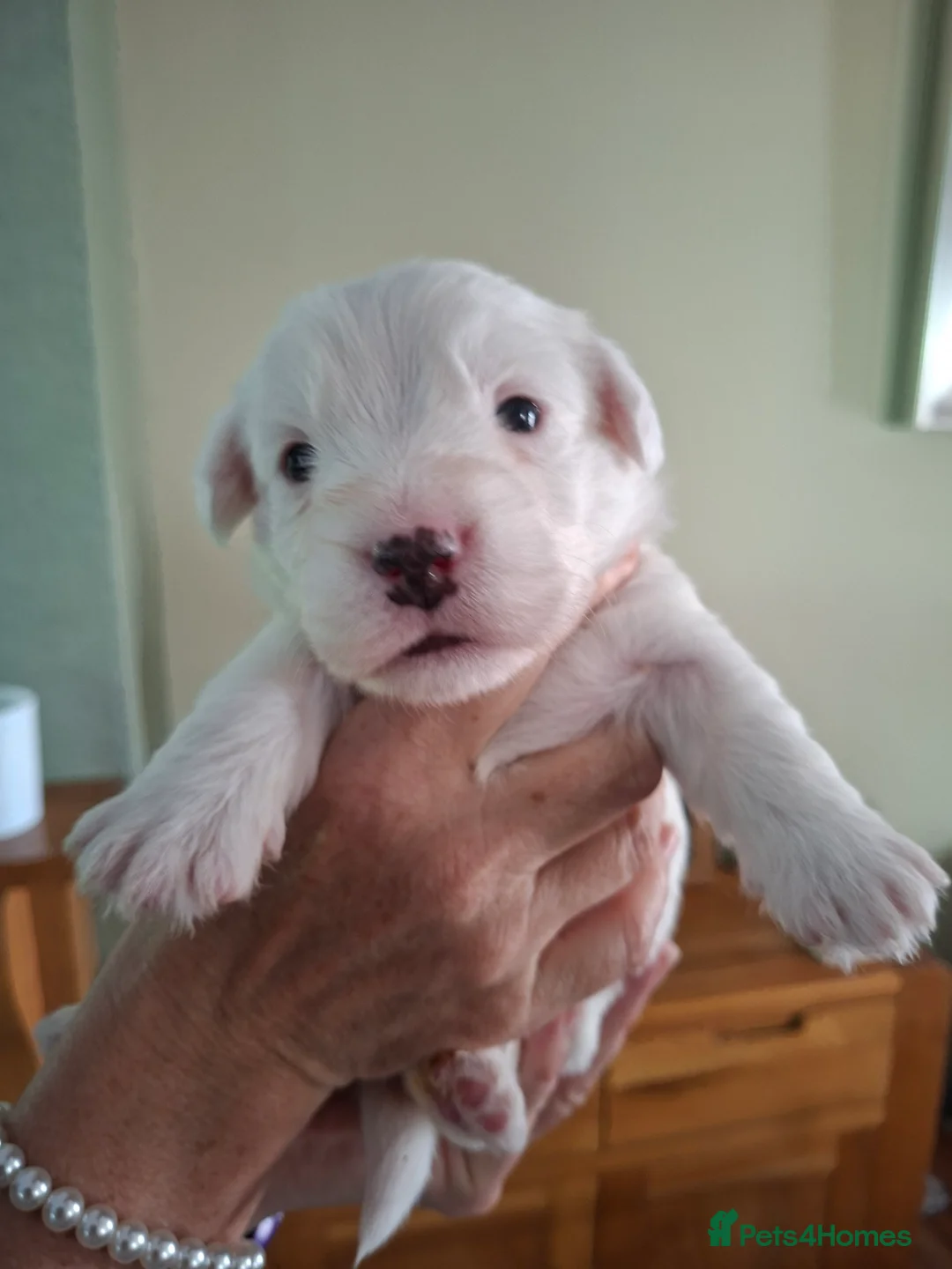 Sealyham Terrier dogs for sale: 2 Sealyham terrier puppies left for sale in Cannock - Advert 2