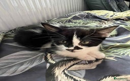Mixed Breed cats for sale: Beautiful Kittens Looking for forever homes - Image 6