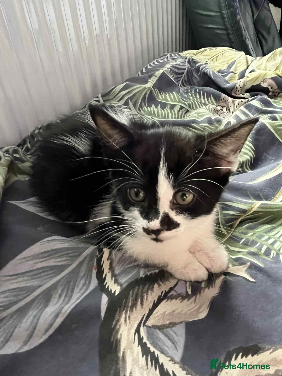 Mixed Breed cats for sale: Beautiful Kittens Looking for forever homes - Image 6