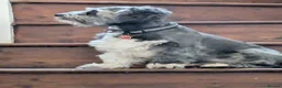 Mixed Breed dogs for sale: Ellwood mixed breed very Schnauzer Shih Tzu  in Stamford - Advert 4