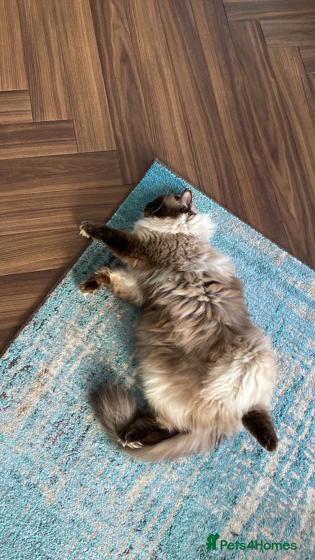 Ragdoll cats for sale: Fluffy sweet cuddly Bear  - Advert 2