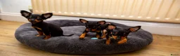Miniature Pinscher dogs for sale: Miniature pinchers in Chatham - Advert 4