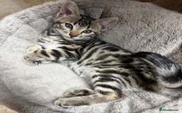 Bengal cats for sale: Stunning Bengal Kittens - Image 1