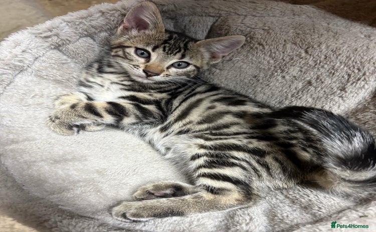Bengal cats - Advert 8