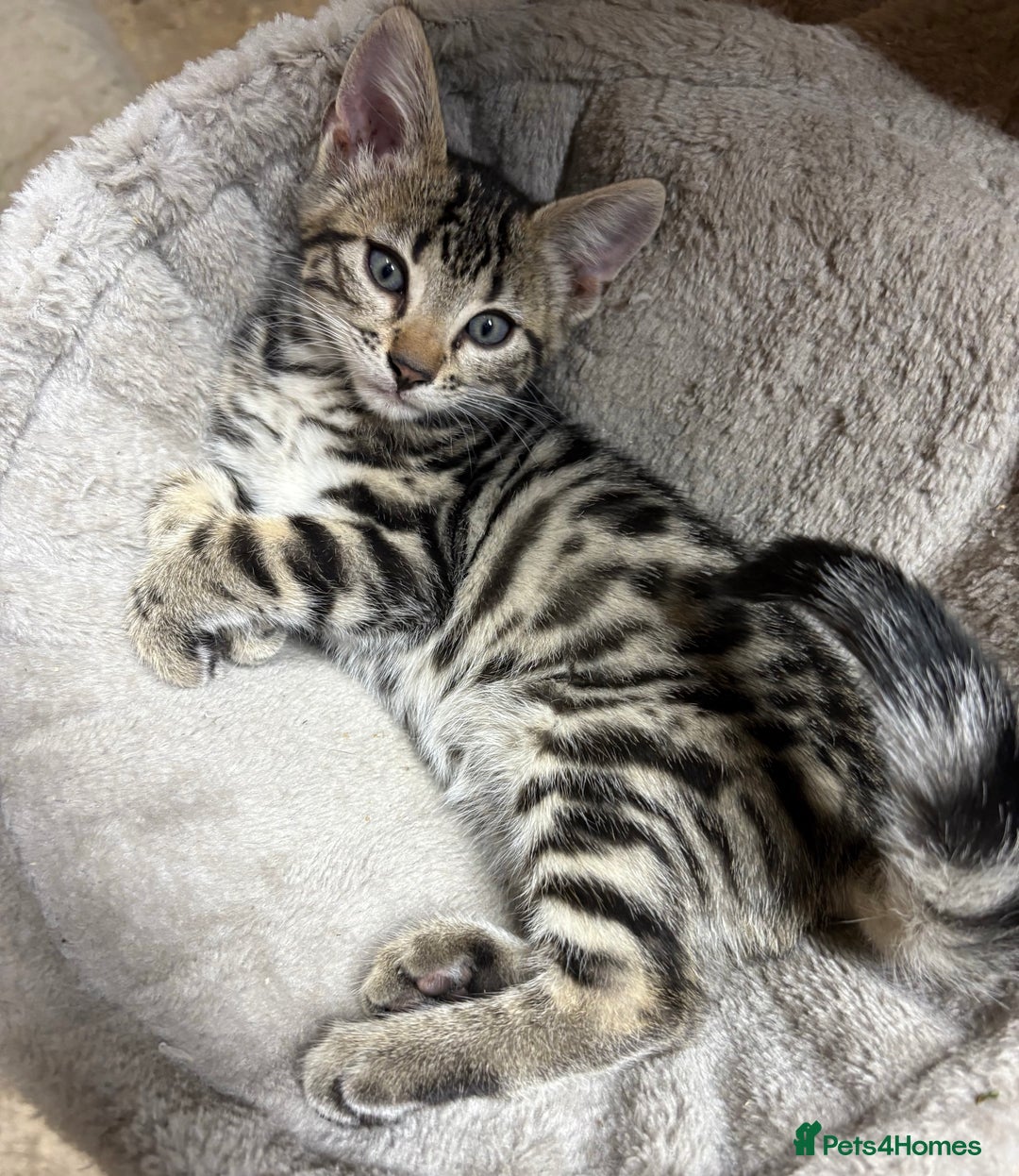 Bengal cats for sale: Stunning Bengal Kittens - Image 1