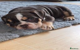 English Bulldog dogs for sale: English Bulldog puppie- Chocolate/tan & Brindle - Image 4