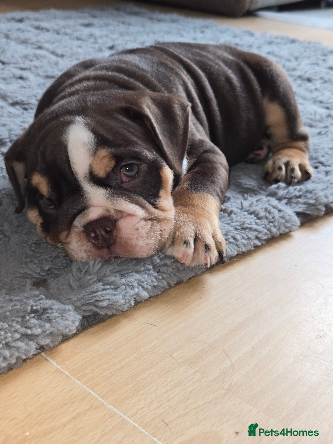 English Bulldog dogs for sale: English Bulldog puppie- Chocolate/tan & Brindle - Image 4