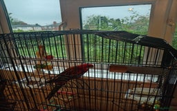 Parrots birds for sale: Rosella male parrot - Image 3