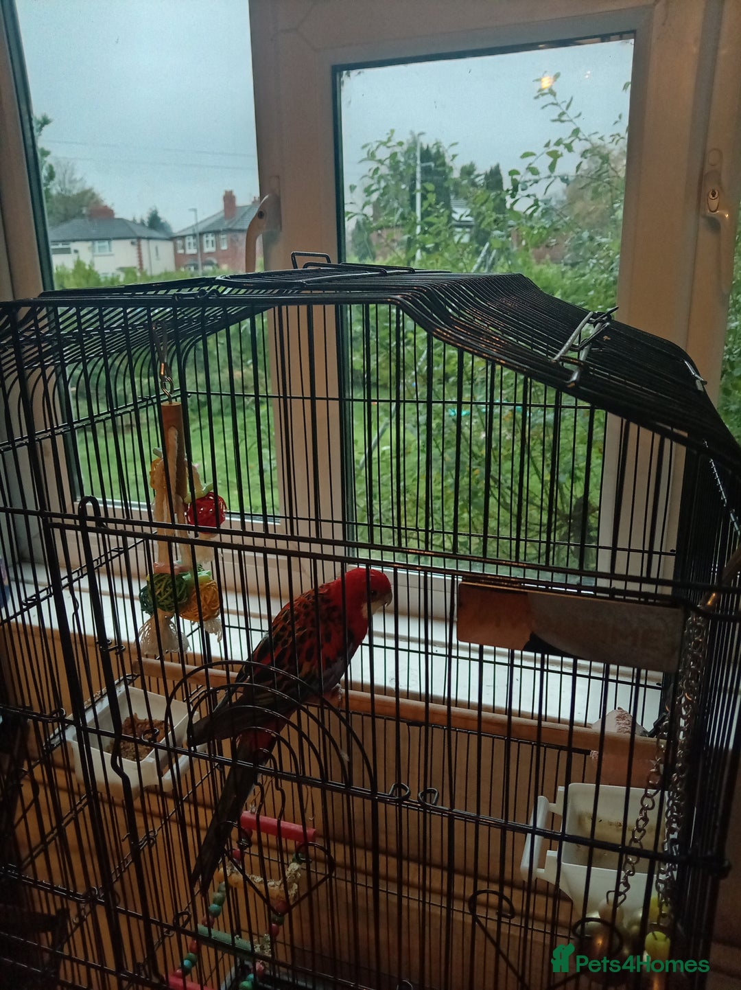 Parrots birds for sale: Rosella male parrot - Image 3