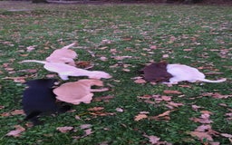 Labrador Retriever dogs for sale: Labrador Puppies Ready for Their Forever Homes🐶💛 - Image 7