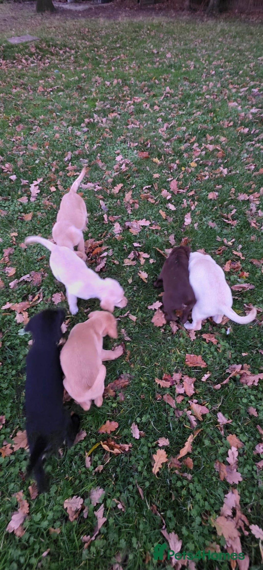 Labrador Retriever dogs for sale: Labrador Puppies Ready for Their Forever Homes🐶💛 - Image 7