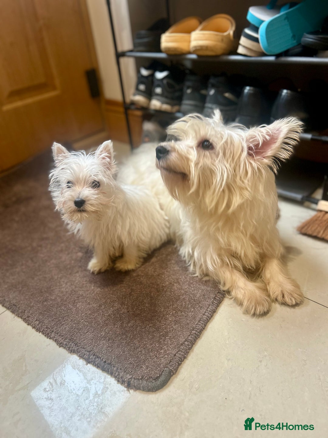 West Highland Terrier dogs for sale: 🐾💙Very Handsome Westie Boy Ready Now 💙🐾 - Advert 28