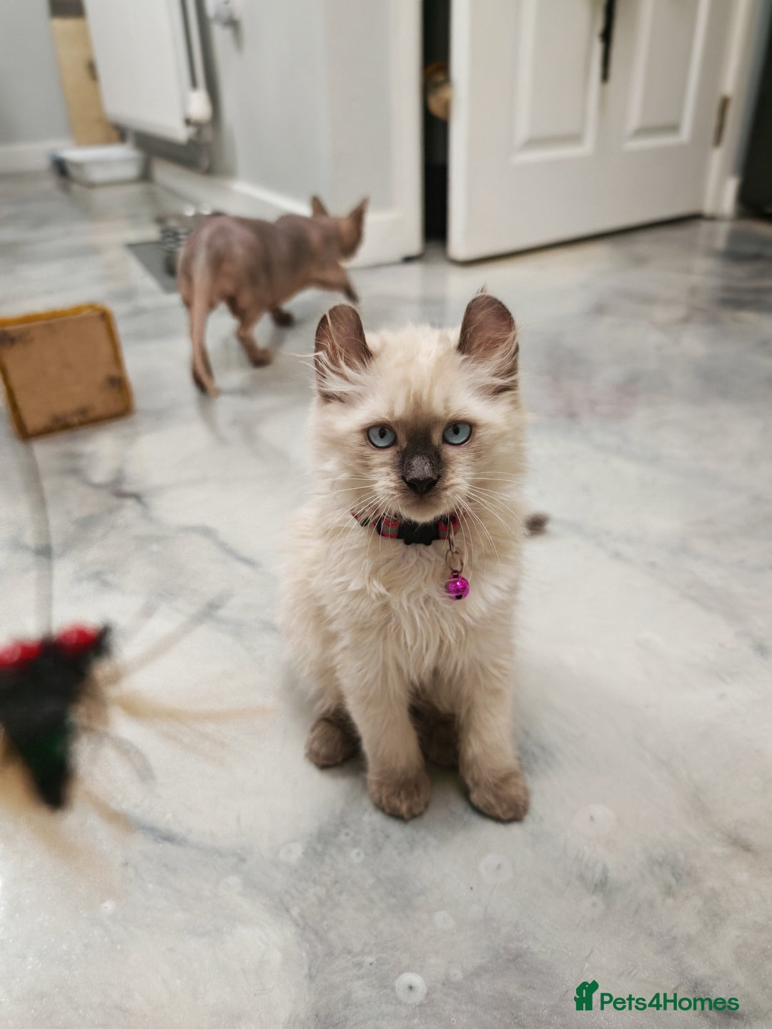 American Curl cats for sale: RARE, Unique, Affectionate American Curl Kittens!  - Advert 28