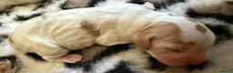 Cocker Spaniel dogs for sale: 🐶🐾KC show-type cocker spaniel puppies 🐶🐾 in Newport - Advert 14
