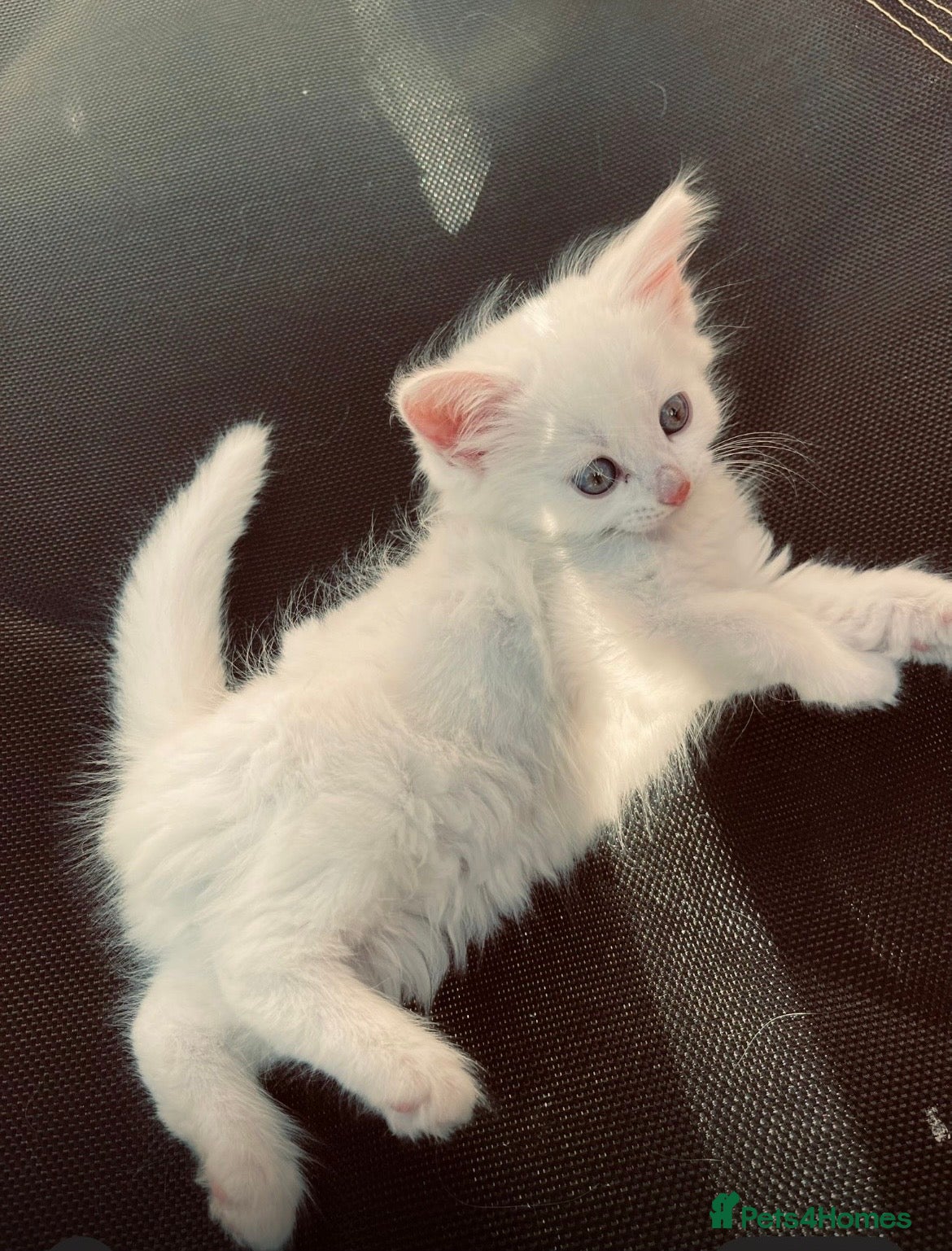 Mixed Breed cats for sale: Beautiful white fluffy female kitten! 🐱  - Advert 4