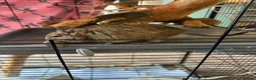 Degus rodents for sale: Two girl degues  - Advert 3