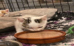British Shorthair cats for sale: 3 beautiful British Shorthair Kittens  - Image 14