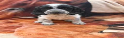 Sprocker dogs for sale: Beautiful show sprockers  - Advert 5