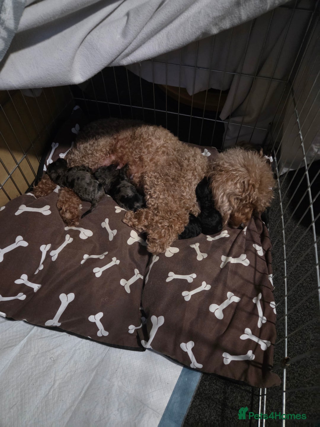 Cockapoo dogs for sale: Puppy cockapoos  - Advert 11