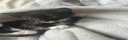 Mixed Breed cats for sale: Kittens  - Advert 3