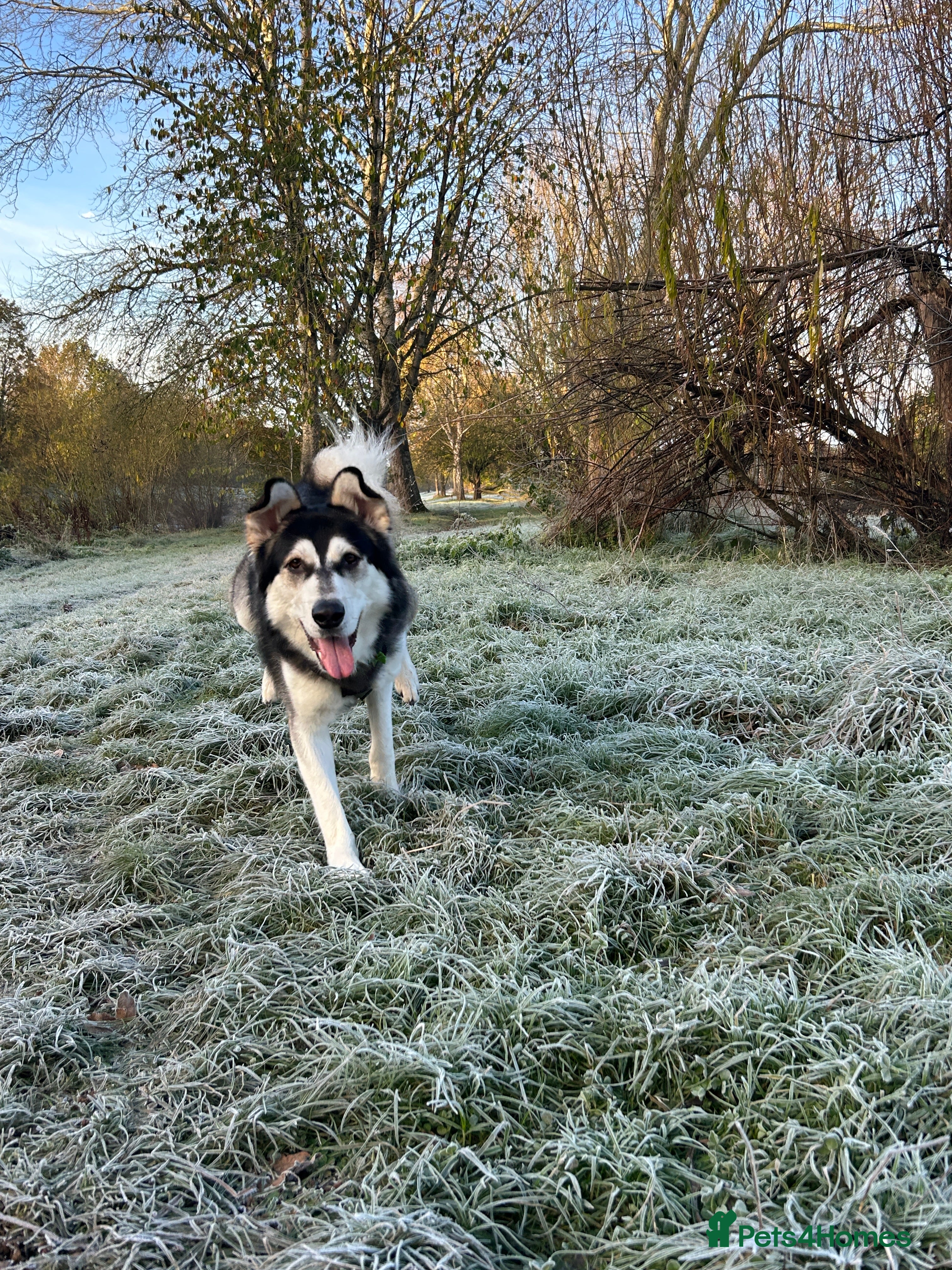 Utonagan dogs Gorgeous Husky/Malmute looking for new family - Advert 1