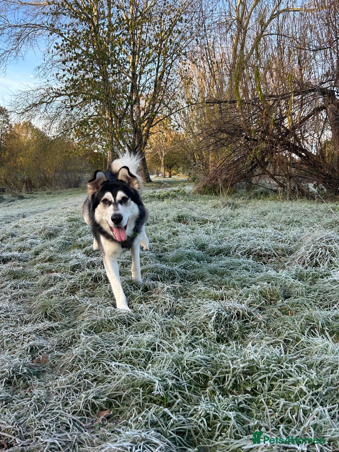 Utonagan dogs for sale: Gorgeous Husky/Malmute looking for new family - Advert 1