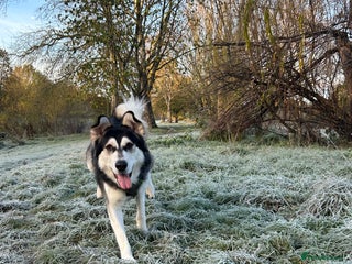 Utonagan dogs Gorgeous Husky/Malmute looking for new family - Advert 1