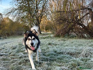 Utonagan dogs Gorgeous Husky/Malmute looking for new family - Advert 3