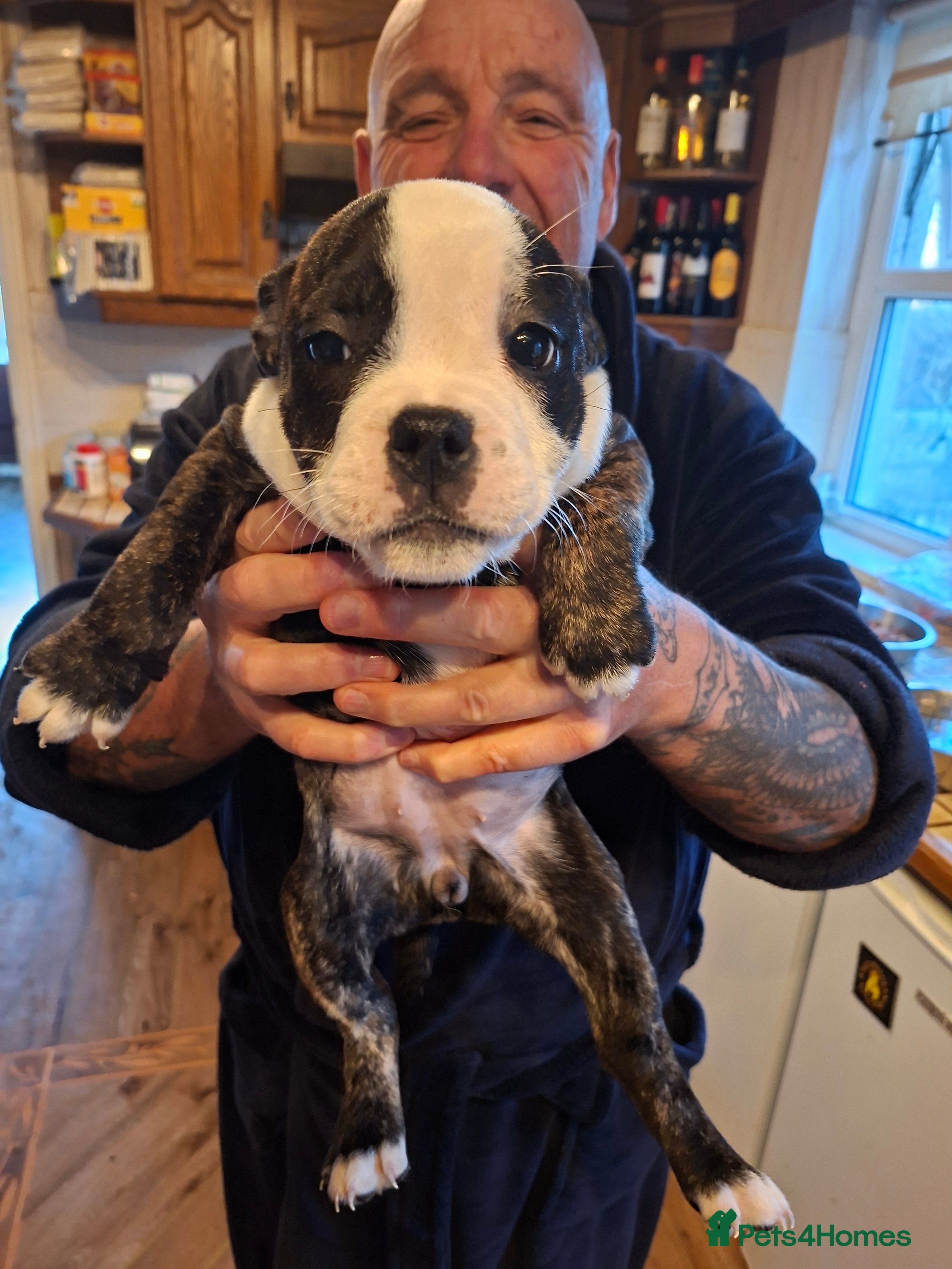 Mixed Breed dogs Big beautiful Bull Staffs  - Advert 1