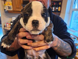 Mixed Breed dogs Big beautiful Bull Staffs - Advert 4