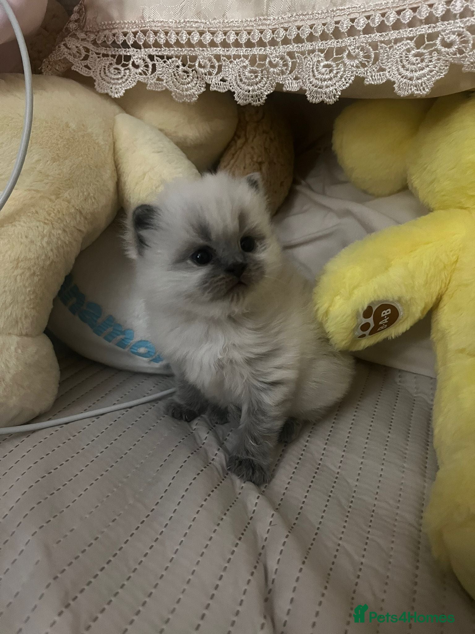 Ragdoll cats Kitten looking for loving home  - Advert 10