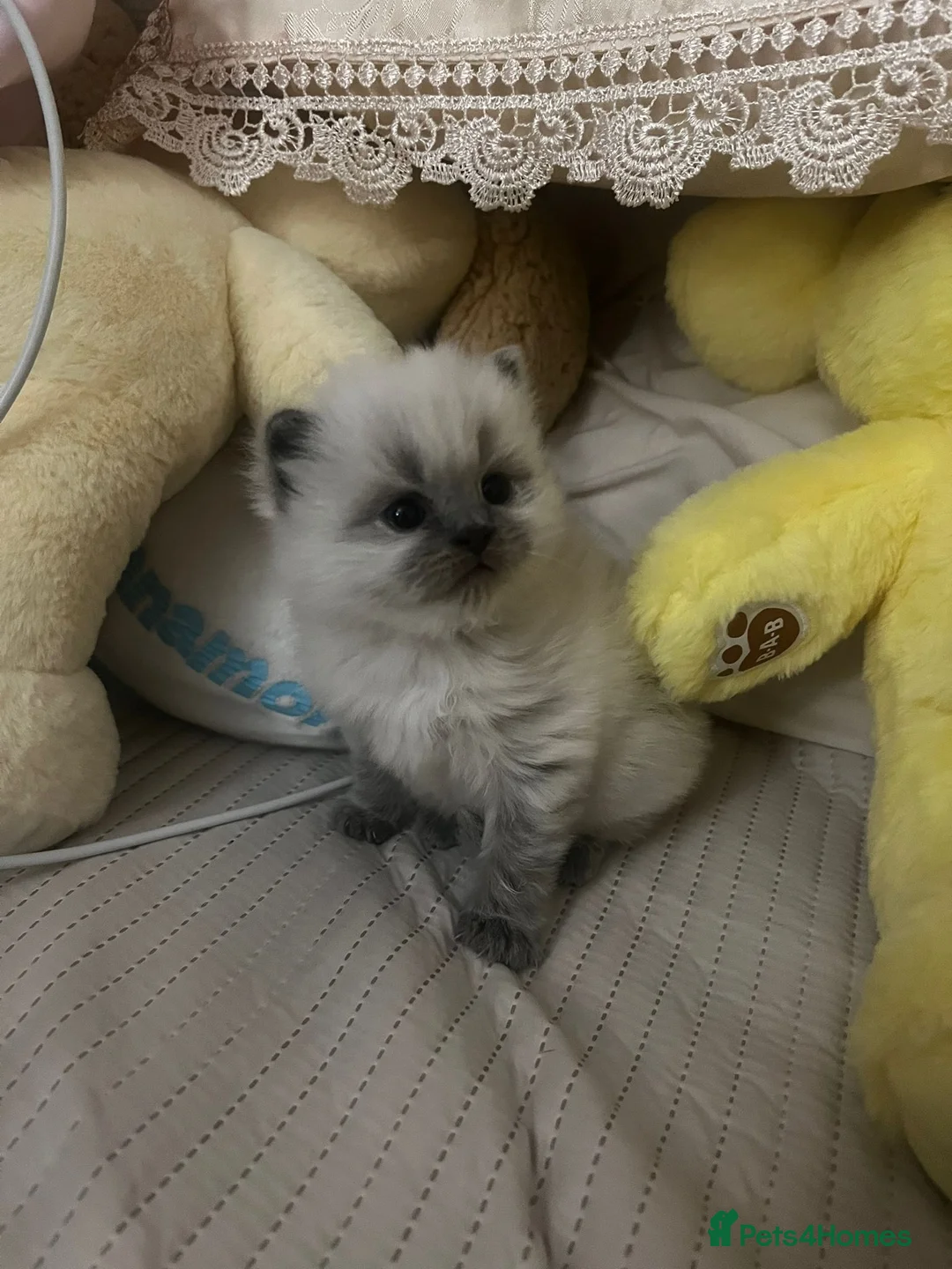 Ragdoll cats for sale: Kitten looking for loving home  - Advert 2
