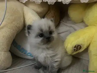 Ragdoll cats Kitten looking for loving home - Advert 15