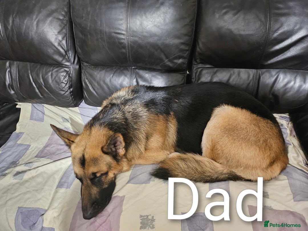 Shepsky dogs for sale: 7 Beautiful Shepsky puppies.  - Advert 11