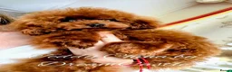 Miniature Dachshund dogs for sale: Gorgeous Mini-Wire Dachsund Doodle pups - Advert 10