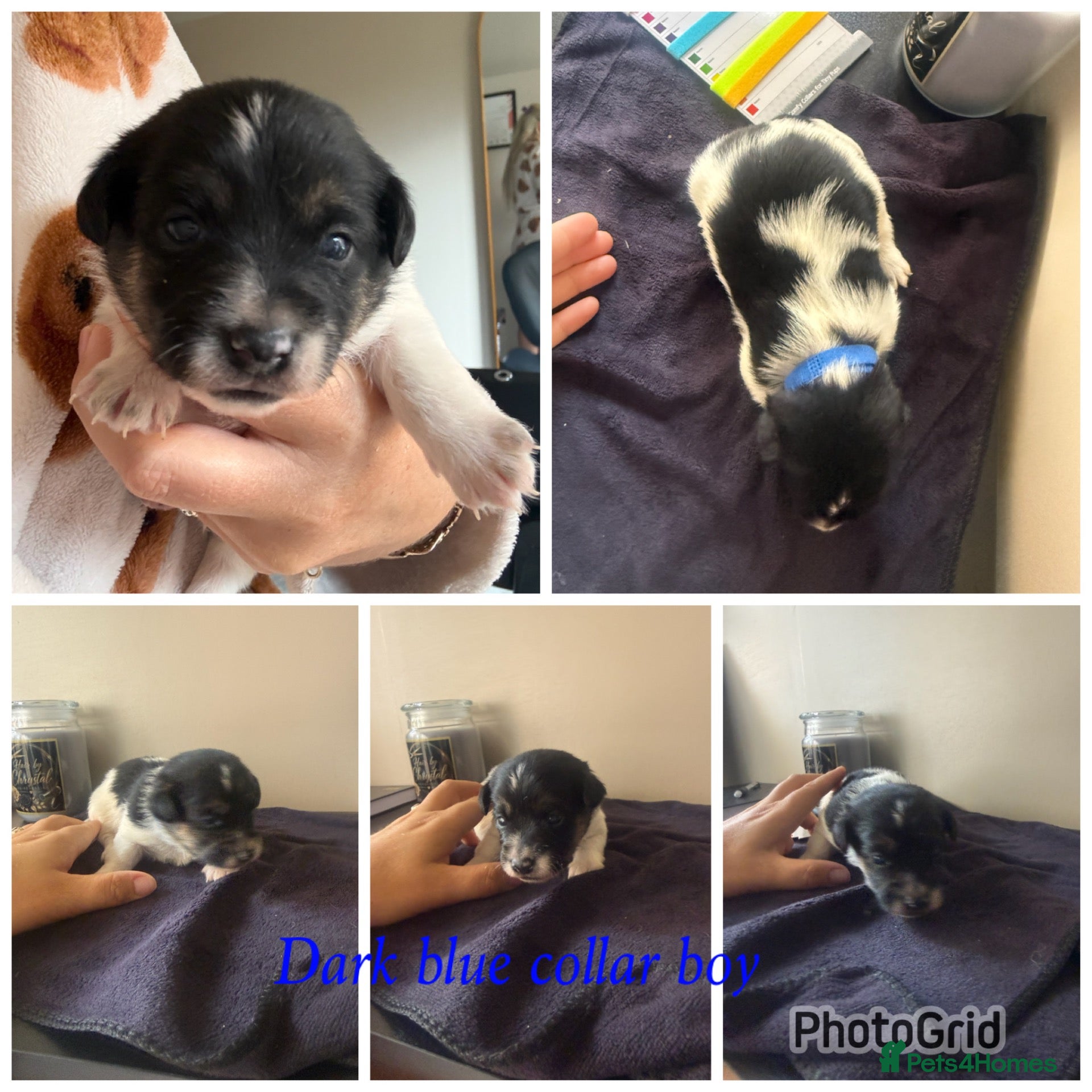 Jack Russell dogs 5 stunning jack russell puppies  - Advert 3