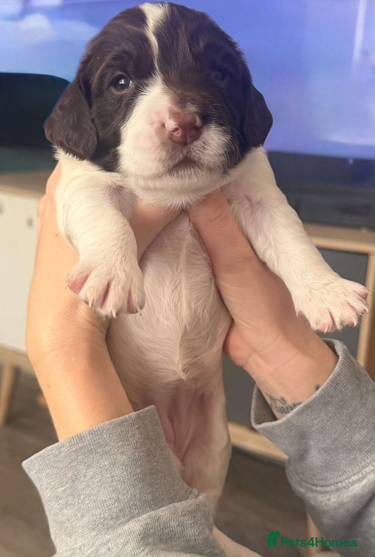 Sprocker dogs Beautiful sprocker pups for sale  - Advert 4
