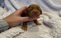 Cockapoo dogs for sale: F1 health clear stunning cockapoos - Image 19