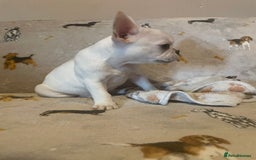 French Bulldog dogs for sale: Fully vaccinated females, males vet checked  - Image 7